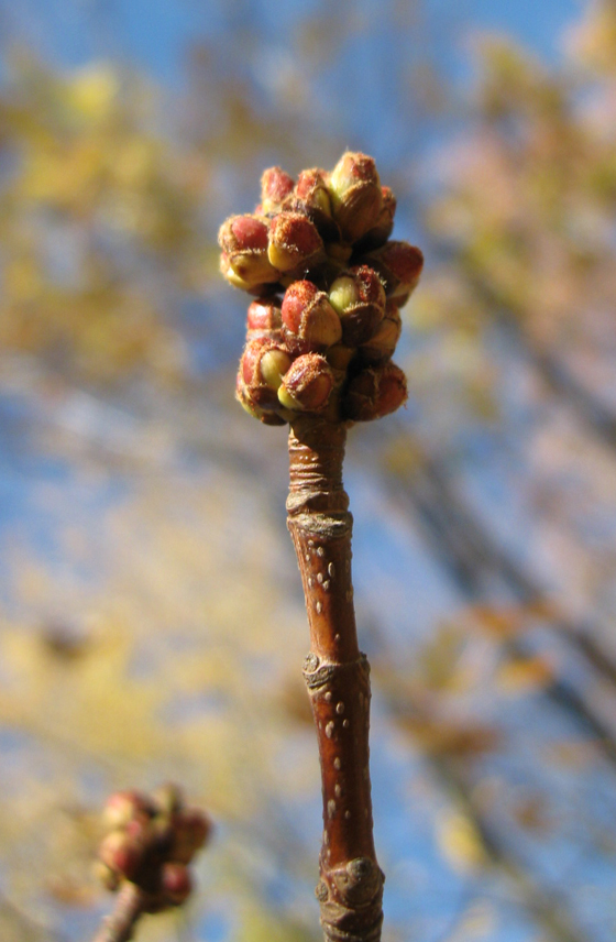 Image of Acer saccharinum specimen.