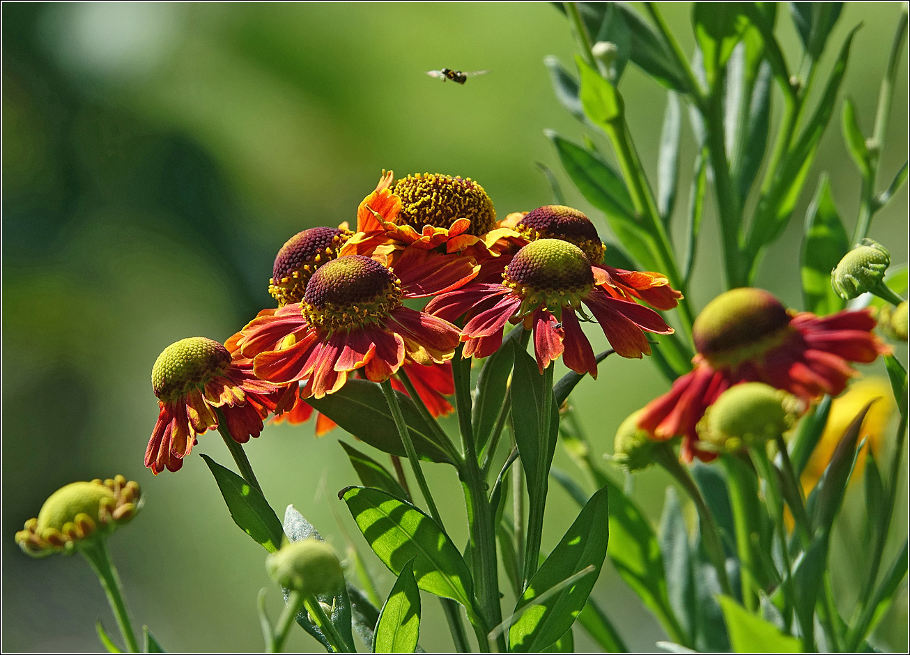 Image of Helenium autumnale specimen.