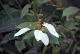 genus Mussaenda. Листья и соцветия. Китай, провинции Юньнань, р-н Сишуанбаньна, национальный парк \"Xishuangbanna Wild Elephant Valley\" (\"Долина диких слонов\"). 03.03.2017.