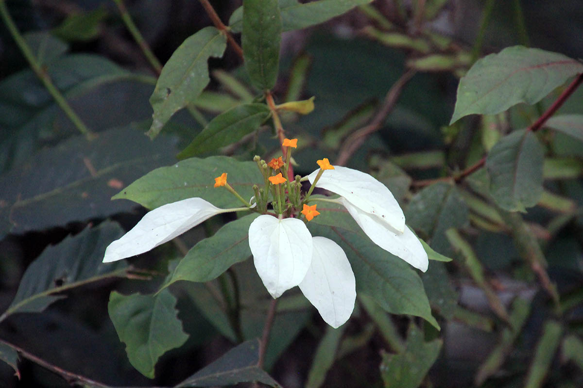 Изображение особи род Mussaenda.