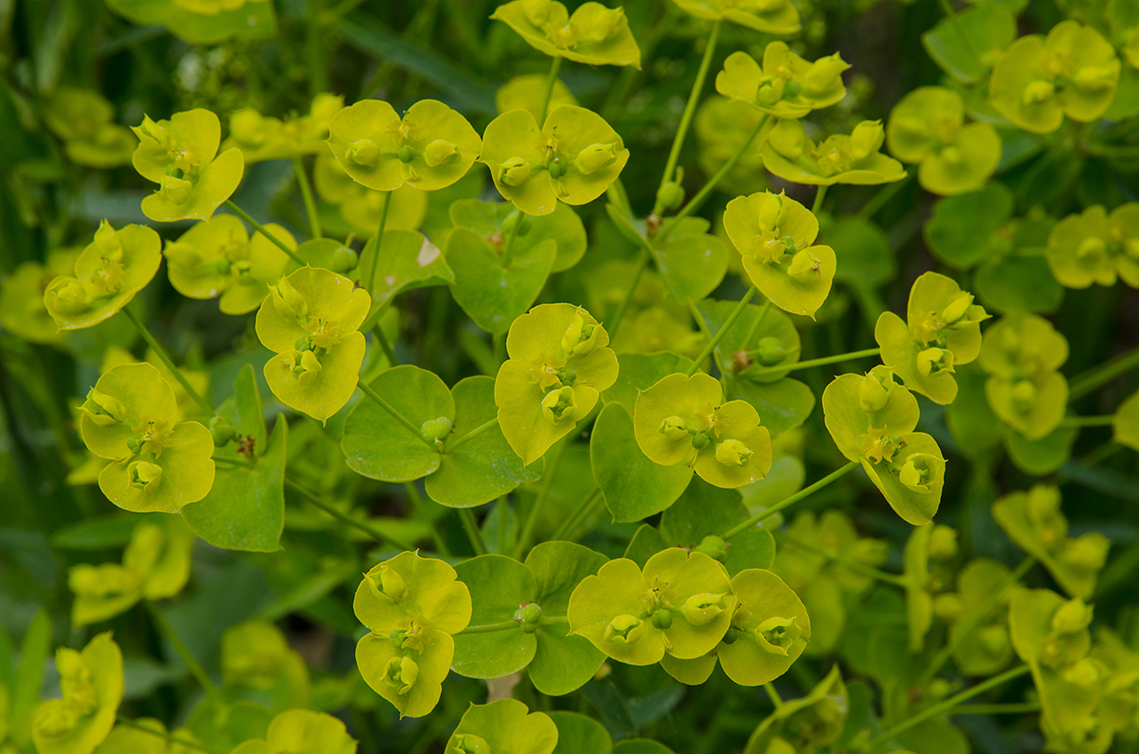 Изображение особи Euphorbia virgata.