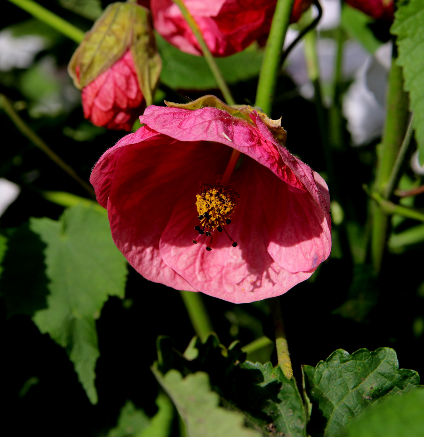 Image of Abutilon &times; hybridum specimen.