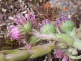 Sempervivum pumilum. Часть соцветия. Карачаево-Черкесия, Урупский р-н, окр. пос. Дамхурц, правый берег реки Большая Лаба, ≈ 1000 м н.у.м., скальное обнажение. 30.07.2022.