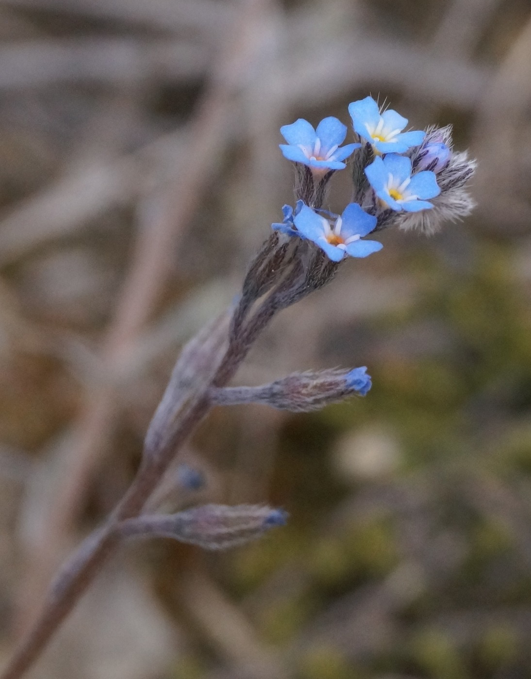 Изображение особи Myosotis incrassata.