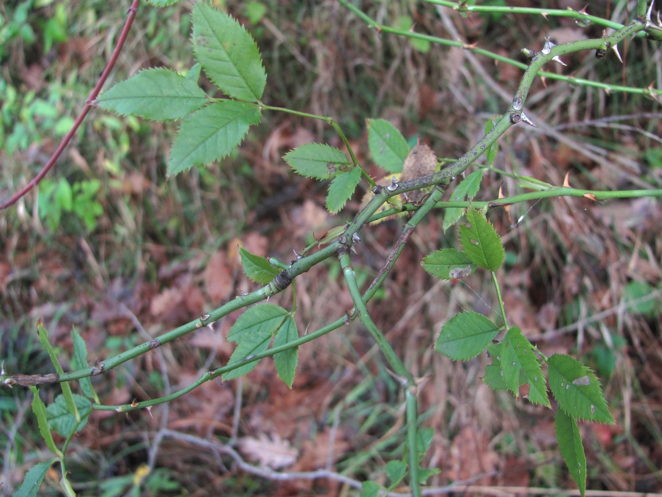 Image of genus Rosa specimen.