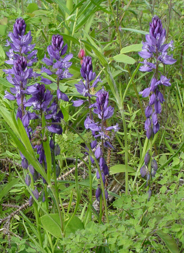 Изображение особи Polygala hybrida.