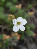 Minuartia circassica