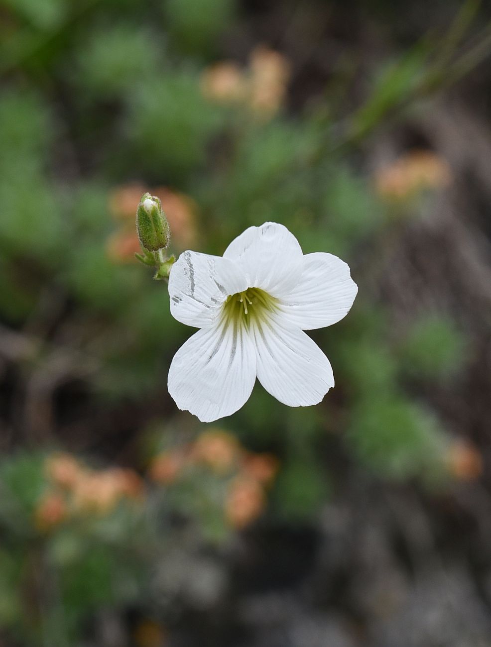 Изображение особи Minuartia circassica.