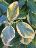 Euonymus japonicus. Верхушка побега с вегетативными почками (пестролистная форма). Ростовская обл., г. Таганрог, в Городском парке. 18.01.2023.