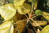 Populus × berolinensis