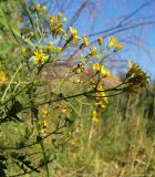 Senecio grandidentatus