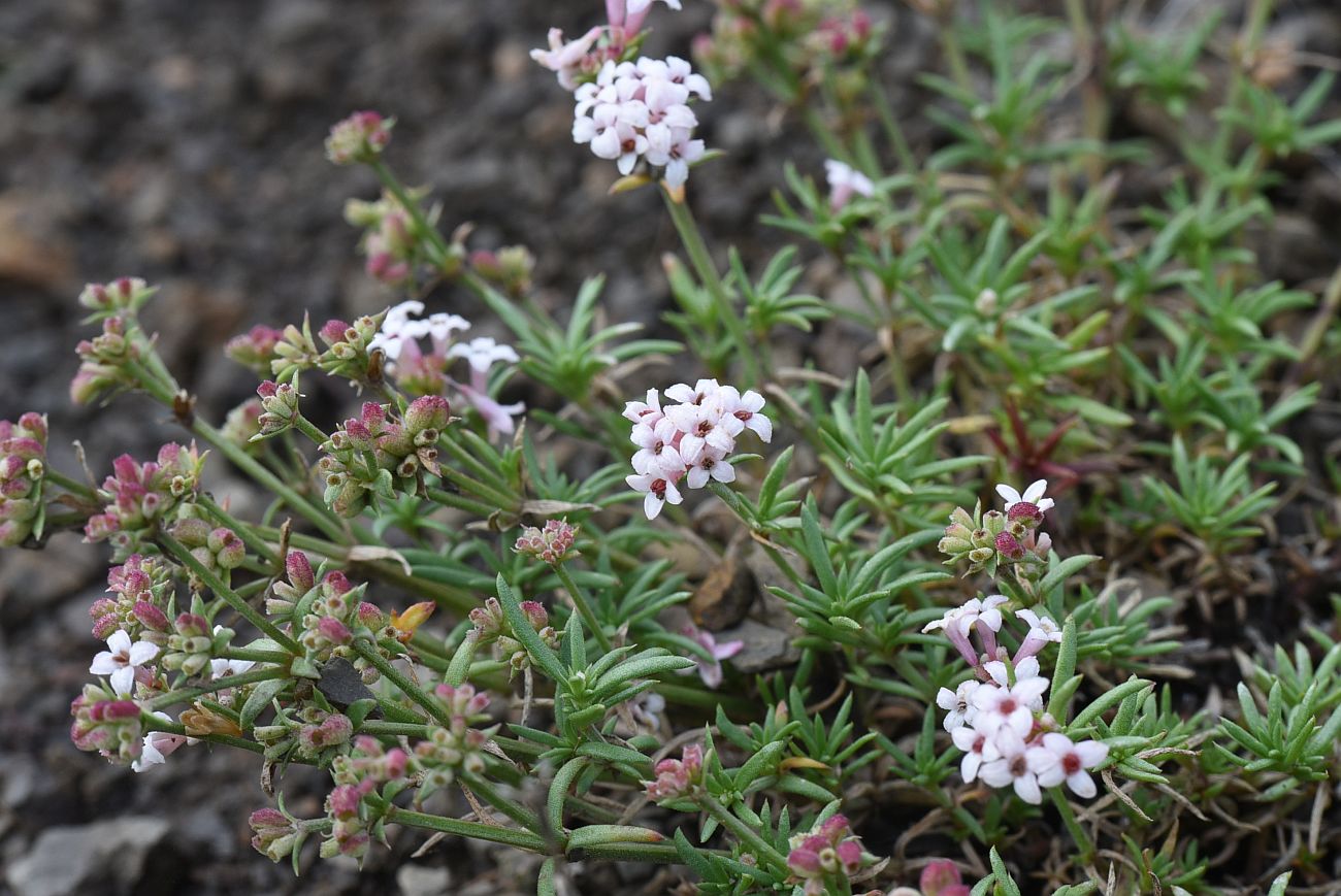 Image of Asperula cristata specimen.
