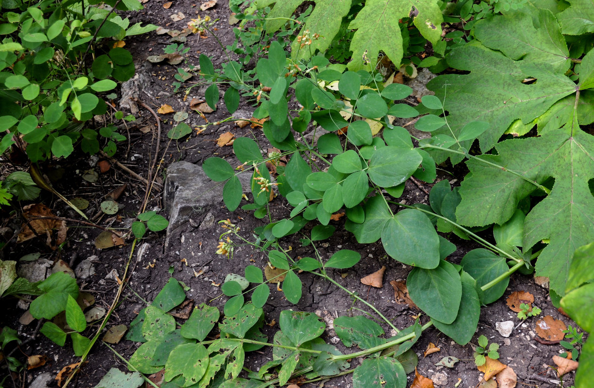 Изображение особи Lathyrus davidii.