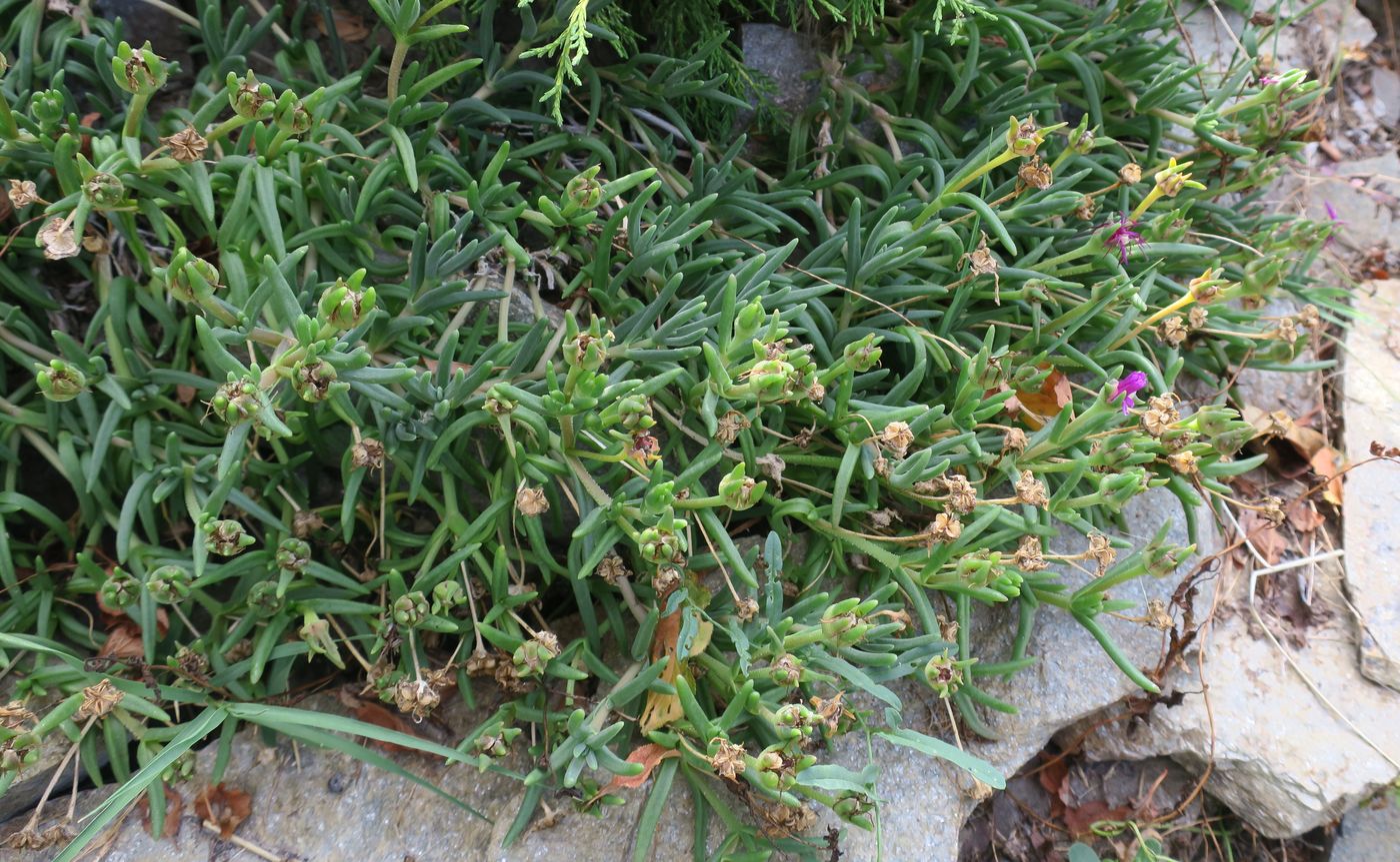 Image of Delosperma cooperi specimen.