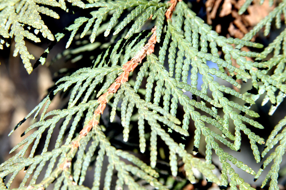 Изображение особи Thuja koraiensis.