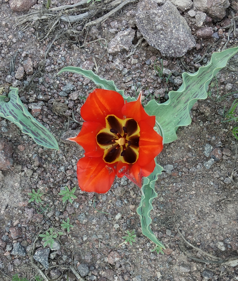 Image of Tulipa greigii specimen.