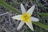 Tulipa dasystemonoides