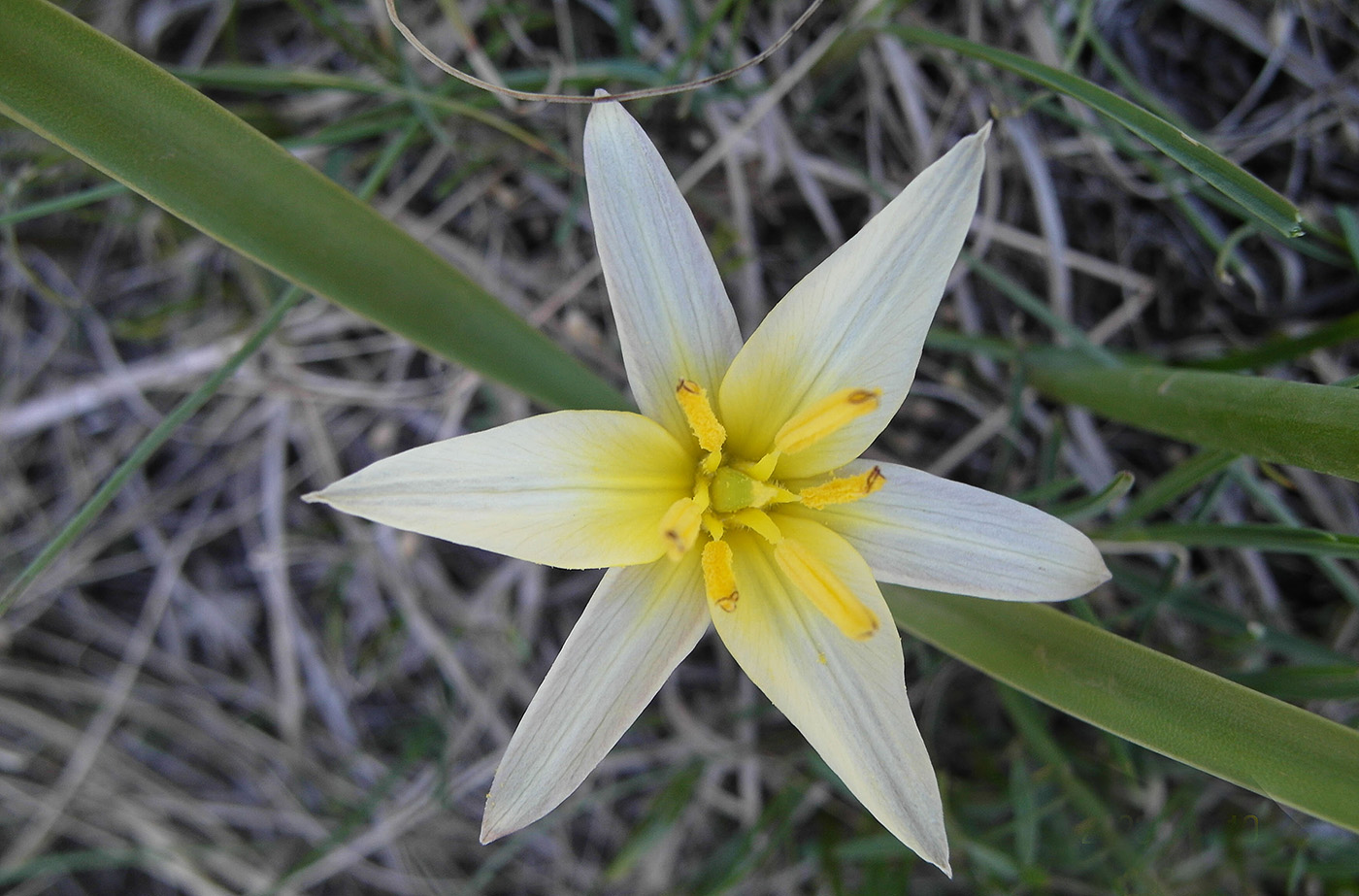 Изображение особи Tulipa dasystemonoides.