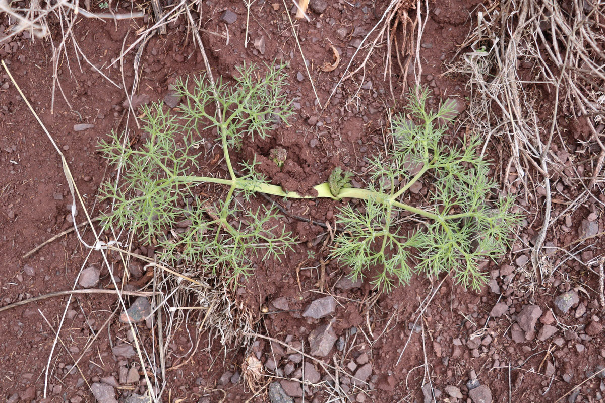 Image of Prangos acaulis specimen.