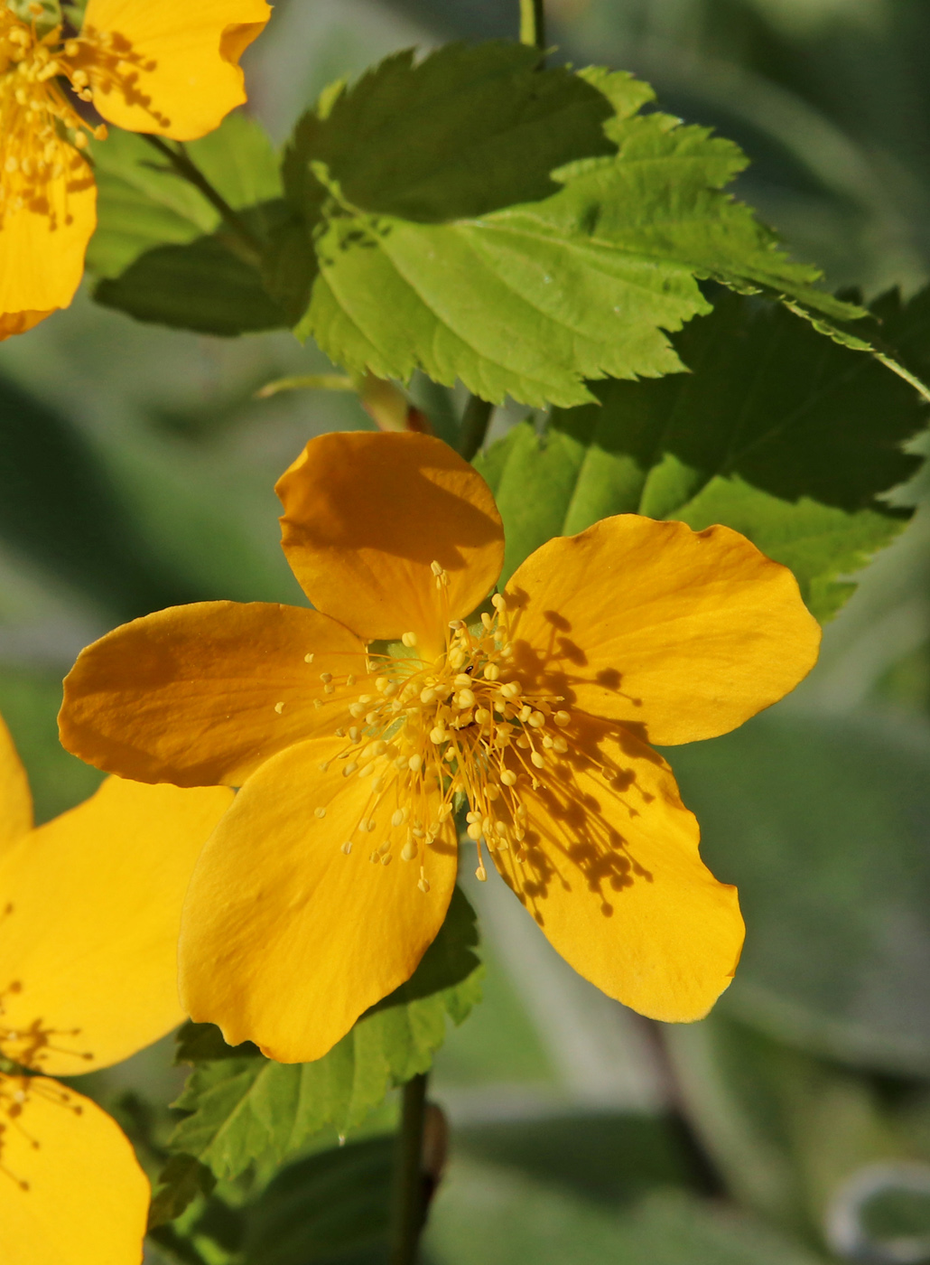 Изображение особи Kerria japonica.