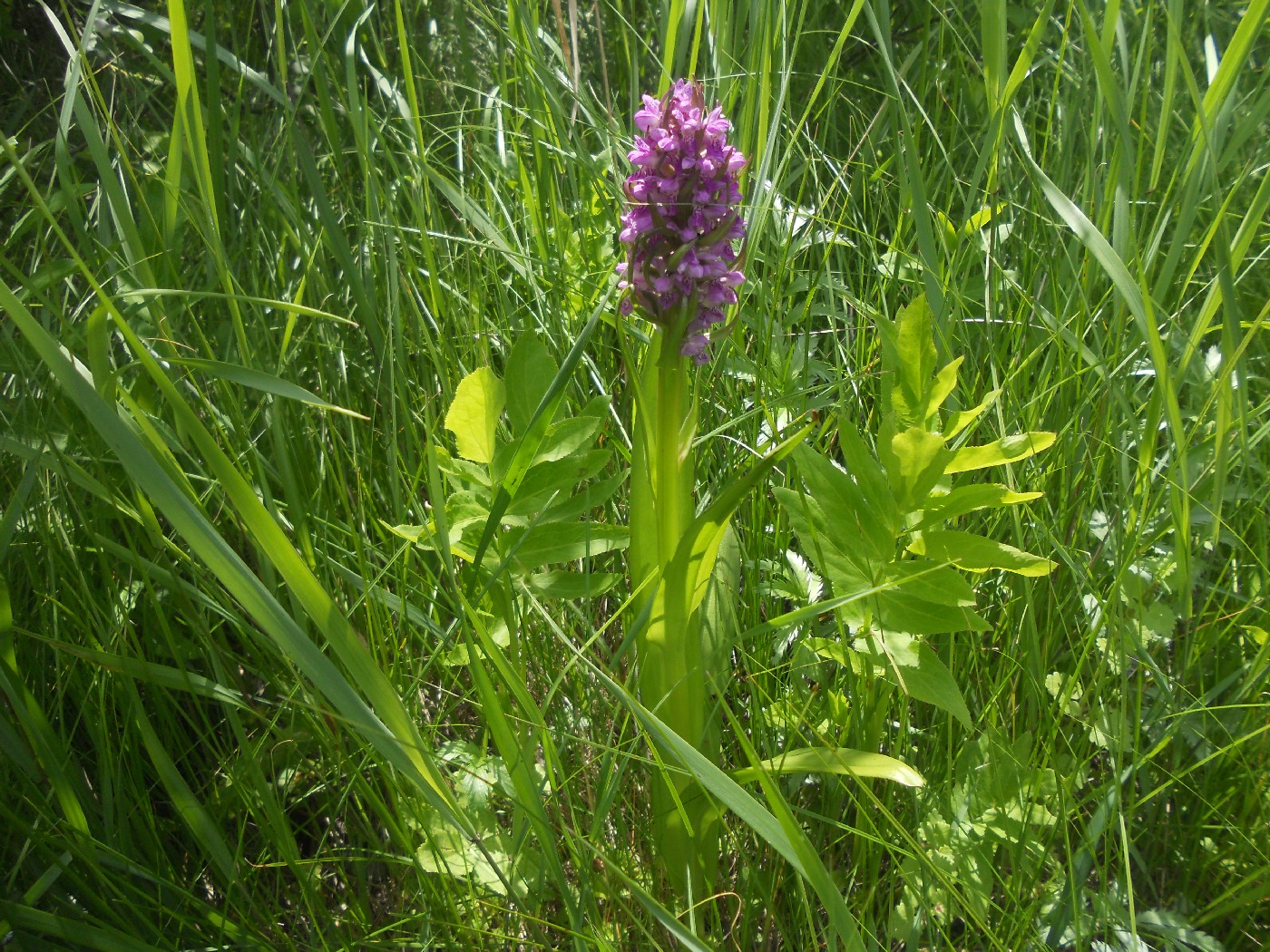 Изображение особи Dactylorhiza incarnata.