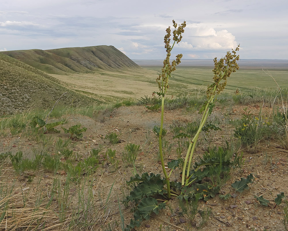 Изображение особи Rheum rhabarbarum.