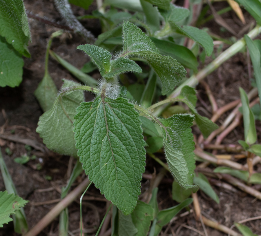 Image of Ageratum houstonianum specimen.