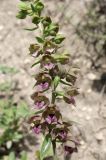 Epipactis helleborine