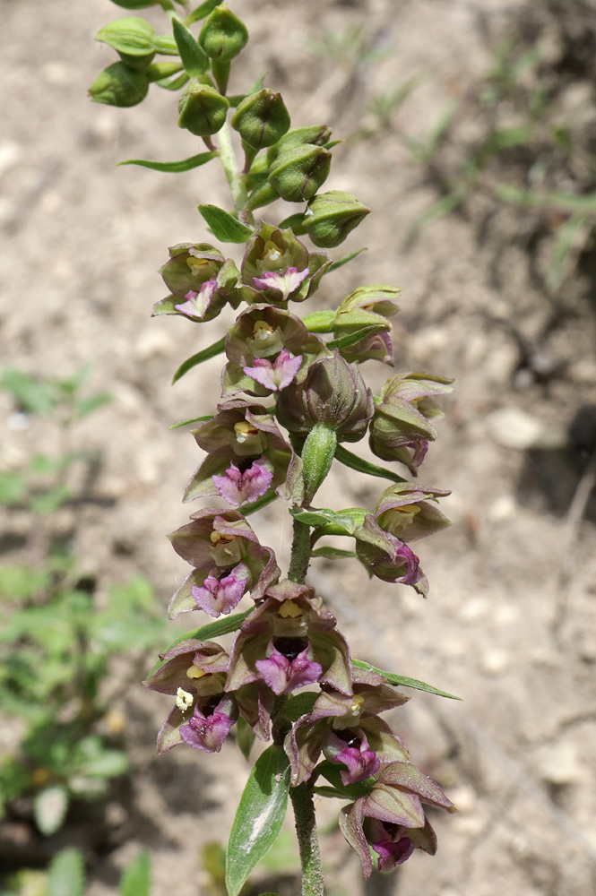 Изображение особи Epipactis helleborine.