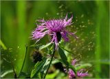 Centaurea phrygia