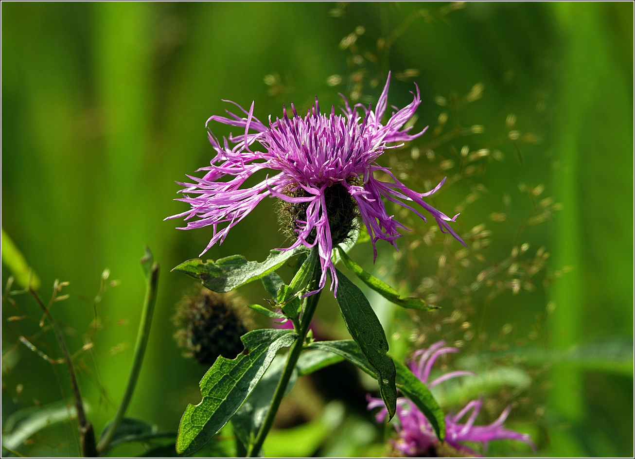 Изображение особи Centaurea phrygia.