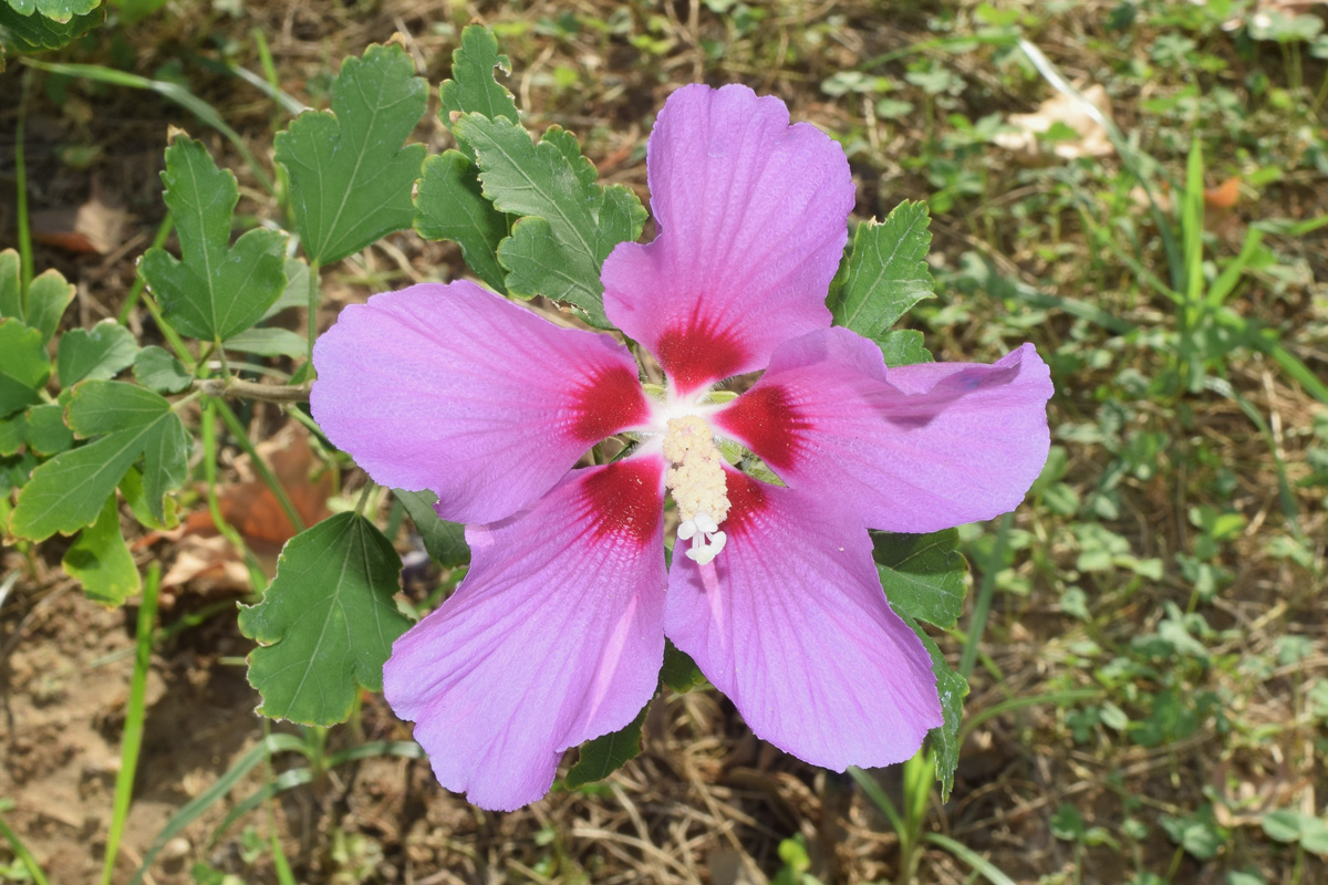 Изображение особи Hibiscus syriacus.