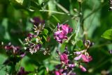 Lespedeza bicolor