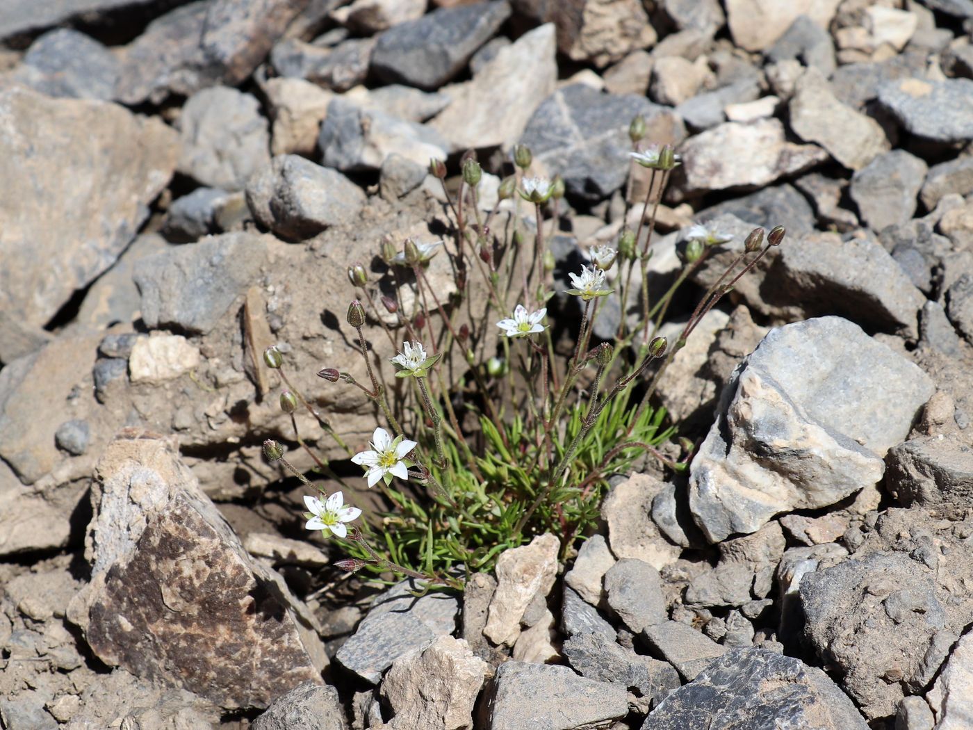 Image of Minuartia verna specimen.