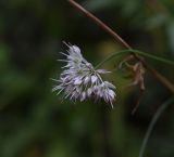 genus Allium. Соцветие. Чечня, Шаройский р-н, бассейн р. Цесиахк, долина левого притока чуть ниже водопада. 10 августа 2023 г.