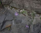 Aster bessarabicus