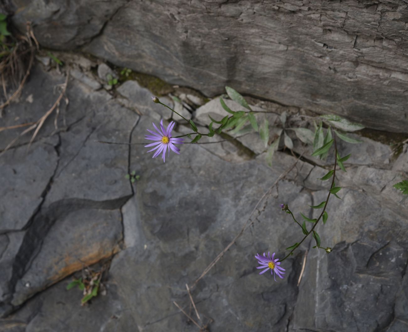 Изображение особи Aster bessarabicus.