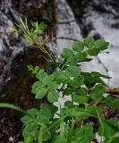 Cardamine yezoensis. Верхушка плодоносящего растения. Сахалин, Макаровский гор. округ, окр. Клоковского водопада, берег реки. 12.08.2023.