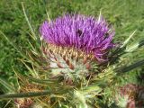 Cirsium ligulare