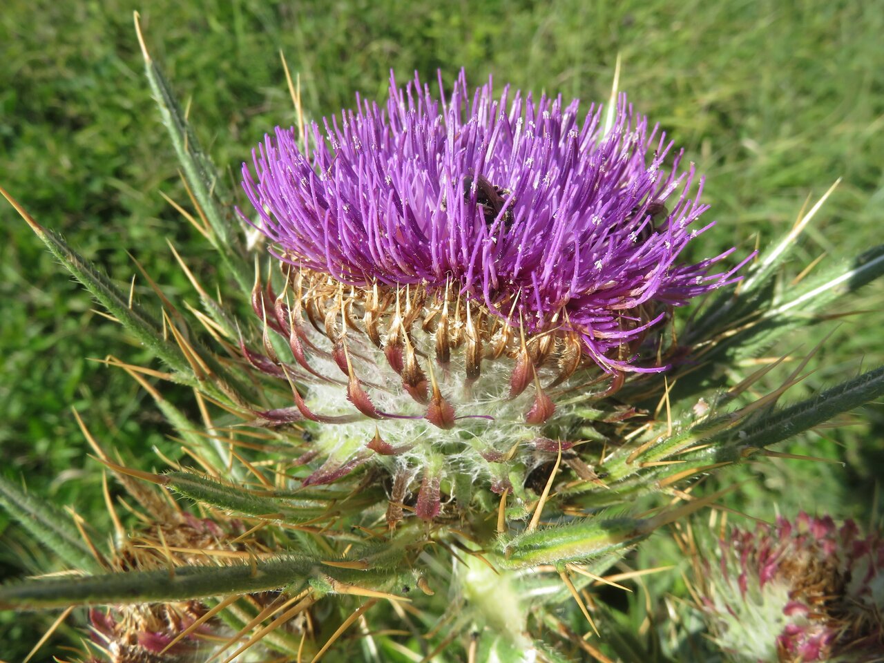 Изображение особи Cirsium ligulare.