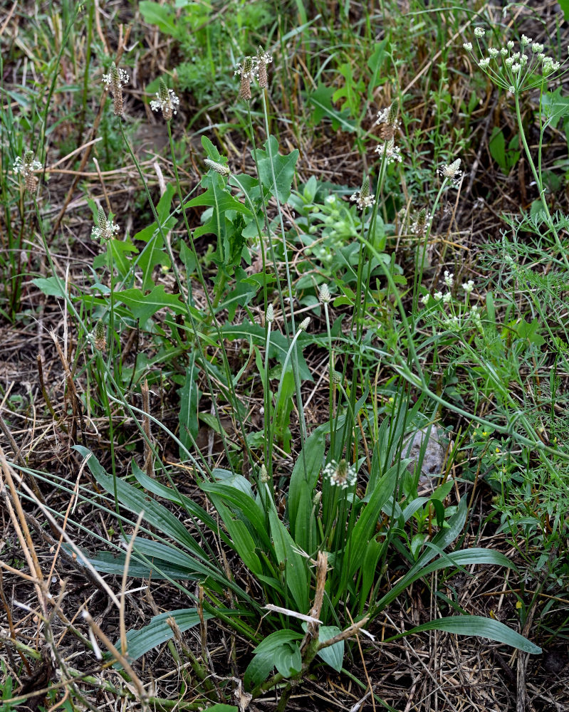 Изображение особи Plantago lanceolata.