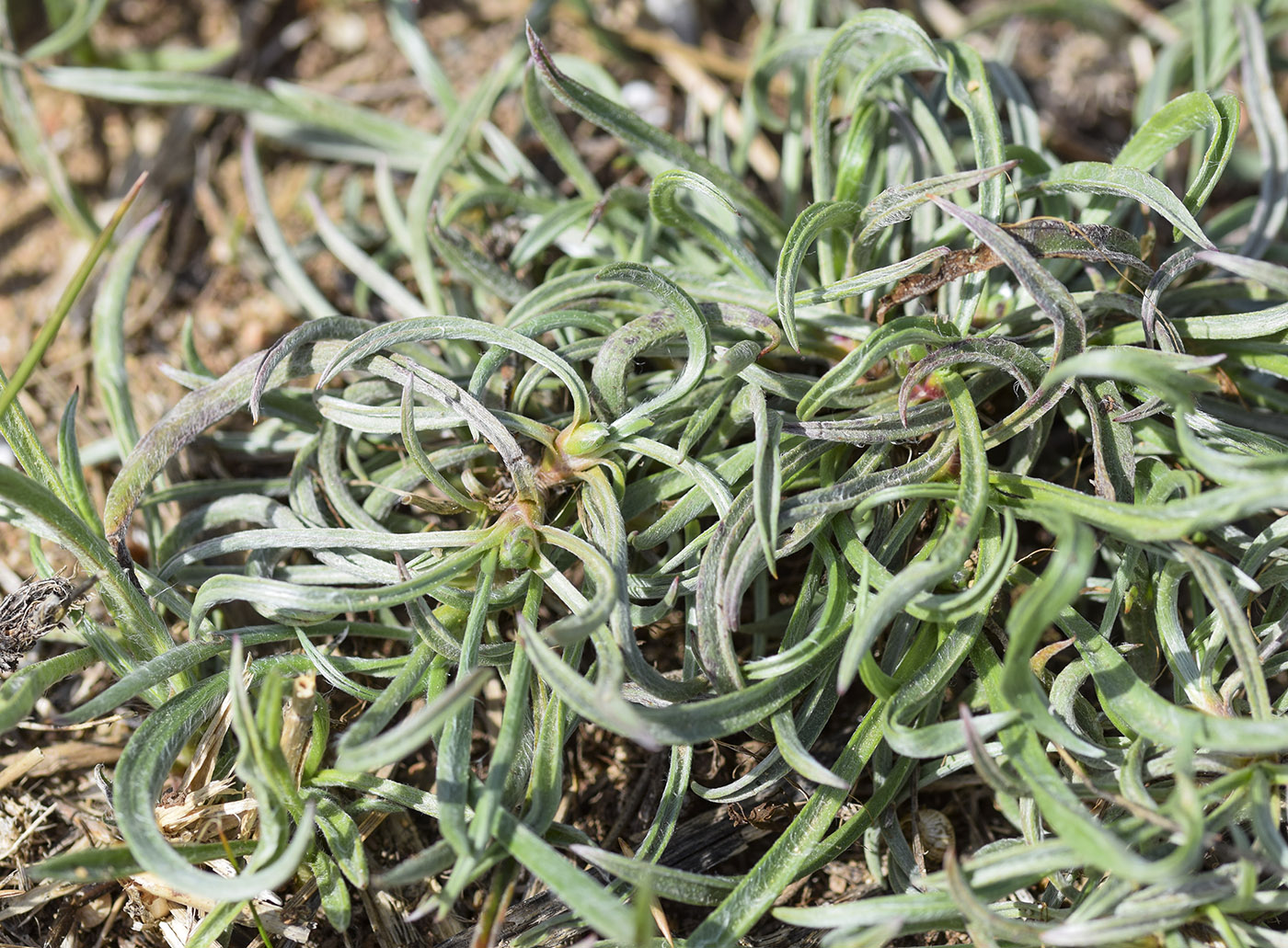 Изображение особи Plantago albicans.