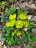 Euphorbia amygdaloides