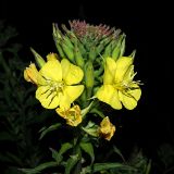 Oenothera biennis