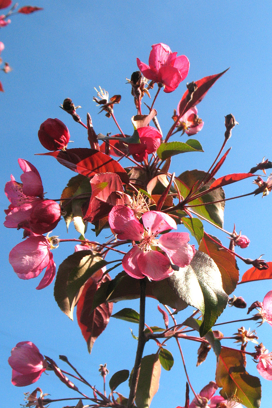 Изображение особи Malus &times; purpurea.