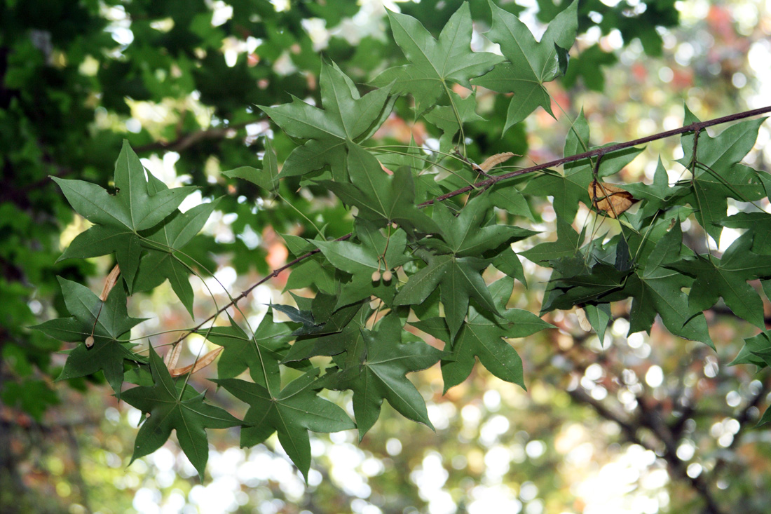 Image of Acer truncatum specimen.