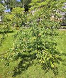 Prunus serrulata. Вегетирующее растение. Беларусь, г. Витебск, ботанический сад ВГУ. Начало июня.