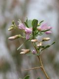Halimodendron halodendron. Верхушка веточки с цветками и бутонами. Казахстан, Алматинская обл., нац. парк \"Чарын\", 18 км ЮЗЗ с. Чунджа, пойма р. Чарын, саксаульник. 11 мая 2024 г.