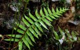 Plagiogyria japonica