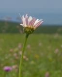 Pyrethrum coccineum